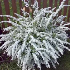 Tuhkurenelas Spiraea Grefsheim